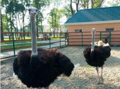 Мы просто в шоке: стало известно о состоянии избитых страусов в парке Славянска-на-Кубани
