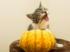 Последний день октября на Кубани обещает быть дождливым 