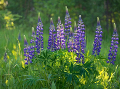 Клён, люпин и череда: на Кубани утвердили список опасных растений