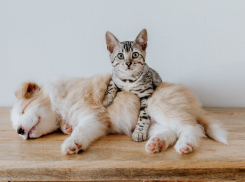 Названы популярные породы кошек и собак среди краснодарцев