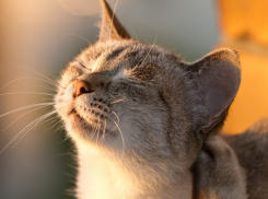 После жаркой пятницы Кубань накроют дожди с грозами