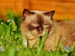 Синоптики прогнозируют теплую погоду на 1 мая на Кубани