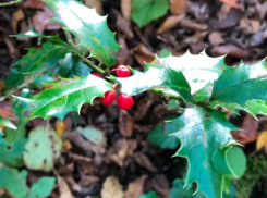 Легенды Кубани: в Гуамском ущелье нашли растение из венка Иисуса Христа