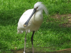 Зверье мое: почему колпица, обитающая на Кубани, получила такое название