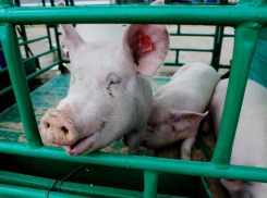 В Краснодарском крае за год уменьшилось поголовье свиней и коров