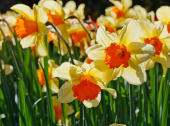 В Краснодарском крае 23 марта воздух прогреется до +12