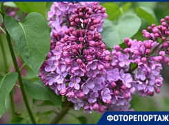 Раньше срока в Краснодаре массово зацвела сирень
