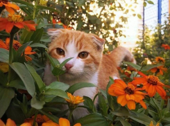 С 4 до 29 градусов тепла прогреется воздух на Кубани 23 сентября