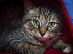 На Кубань придет похолодание 