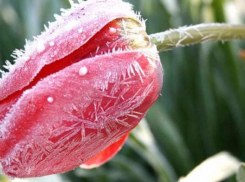 Экстренное предупреждение МЧС: в Туапсинском районе ожидаются заморозки