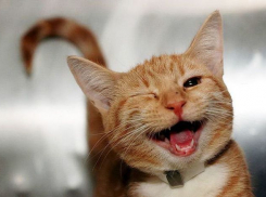 Немного снега выпадет 29 декабря в Краснодарском крае