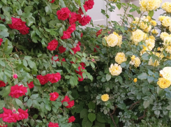 Актуальный Краснодар сегодня: Вознесение. Возможен дождь с грозой. Не работаем, идем в гости. Загадываем желание и получаем прибыль 