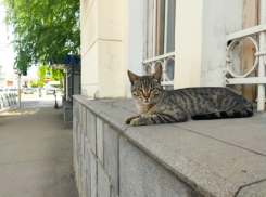 В Краснодаре 27 апреля обещают до +25°