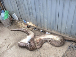 Мертвого питона обнаружили на помойке в Краснодарском крае