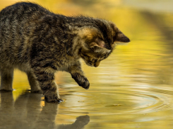 Начало недели в Краснодаре не обошлось без осадков