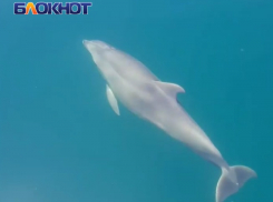 На курортах Краснодарского края раскрыли смертельные опасности при встрече с дельфинами в Чёрном море