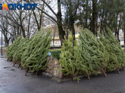 Новогодние елки будут принимать в Краснодаре до 16 января 