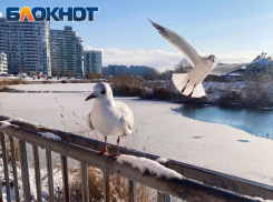 Важное в Краснодаре 9 января: поздравляем хореографов, не отказываем просящим, избегаем острых предметов