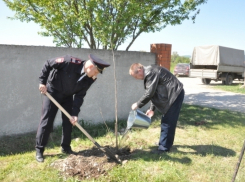 У могил неизвестному солдату в Абинске появилась ореховая роща