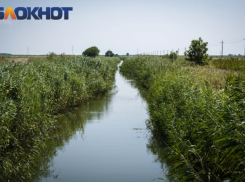 В Краснодарском крае ощутимо упало производство популярной крупы 