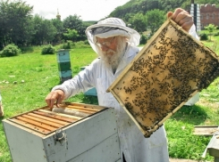 В Белореченске раскрыли кражу пчелиных ульев по «горячим следам»