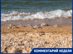 Черное море превратилось в желе: откуда наплыв медуз на курортах Кубани и Крыма?