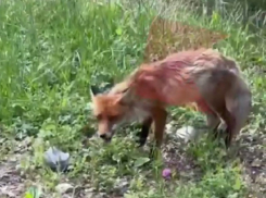 Лисы караулят туристов у дороги в Краснодарском крае