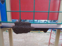 Пчелиный рой «заблокировал» детскую площадку в Краснодаре