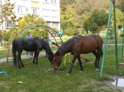 В Сочи беглые лошади обосновались во дворе жилого дома