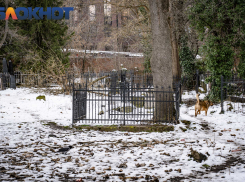 Детьми туда ходили, брали черепа и пугали бабушек: краснодарец рассказал о застройке на Еврейском кладбище
