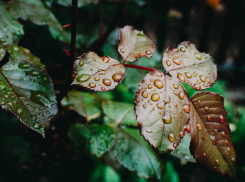На Кубани 20 августа продолжатся дожди 