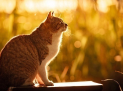 Первый день весны пришел в Краснодар с теплом