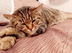 До +16 прогреется воздух на Кубани 8 января, но будет дождливо