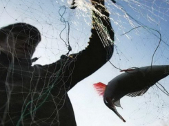 Паникующий браконьер напал на сотрудника ФСБ на Кубани