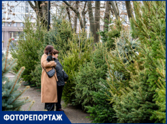 Сосна за 1500 рублей и голубая ель за 35000: в Краснодаре показали цены на ёлочных базарах