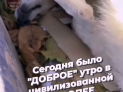 Убитые собаки в Немецкой деревне не были бездомными