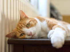 Небольшое похолодание ожидается на Кубани 