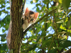 В Краснодаре температура воздуха в четверг прогреется до 35 градусов