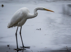 Белые цапли начали воровать рыбу в сочинском поселке