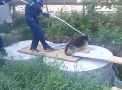 В Краснодаре спасли провалившуюся в яму овчарку