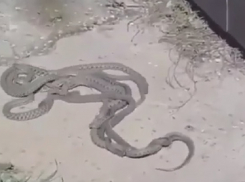 «Повыползали!»: жители Кубани стали свидетелями «змеиной свадьбы»