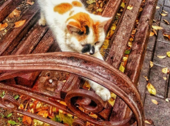 Дожди на Кубани продолжаются