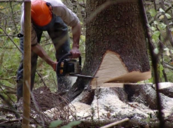 «Черные лесорубы» ограбили Кубань на 220 тысяч рублей 