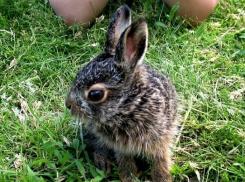 В Геленджике женщина вскормила дикого зайца грудным молоком 
