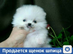 Купить щенка шпица предлагают в Краснодаре