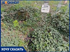 «На могилах покойников лежат мёртвые птицы»: Всесвятское кладбище в Краснодаре усеяно трупами ворон