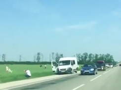 «Сверхдержавненько»: Красть чужой горох на Кубани начали уже на старте сезона