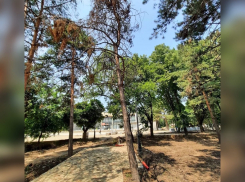 В Краснодаре во время благоустройства парка за 115 млн рублей высохли деревья