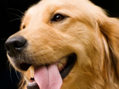 США и Великобритания «напали» на Сочи в преддверии ЧМ-2018