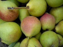 На Кубани построят фруктохранилище для 9 тысяч плодов